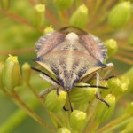 Vruchtenschildwants -Carpocoris fuscispinus