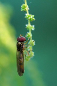 Slanke Driehoekzweefvlieg - Melanostoma scalare