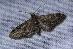 Smalvleugeldwergspanner (Eupithecia nanata)