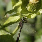 Metaalglanslibel - Somatochlora metallica