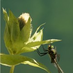 Metaalglanslibel - Somatochlora metallica