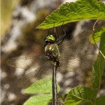 Metaalglanslibel - Somatochlora metallica