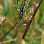 Endemische Sprinkhaan - Poecilimon mytelenensis