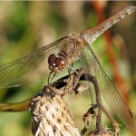 Steenrode Heidelibel - Sympetrum vulgatum