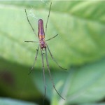 Strekspin -Tetragnatha spec