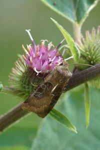 Gele Lis Boorder - Helotropha leucostigma