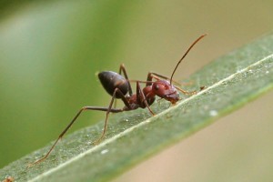 Woestijnmier -Cataglyphus spec