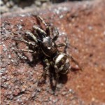 Zebraspin of harlekijntje - Salticus scenicus