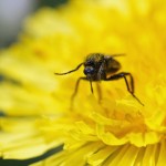 Zwarte Dansvlieg -Empis ciliata