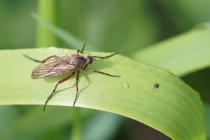 Zilvervlekdansvlieg -Empis opaca