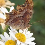 Zuidelijke Aurelia - Polygonia egea