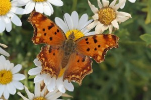 Zuidelijke Aurelia - Polygonia egea