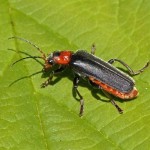 Zwartpootsoldaatje Cantharis fusca