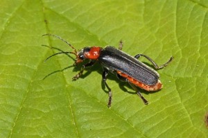 Zwartpootsoldaatje Cantharis fusca