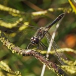 Zwarte Heidelibel -Sympetrum danae