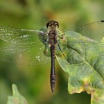 Zwarte Heidelibel -Sympetrum danaeHeidelibel