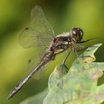 Zwarte Heidelibel -Sympetrum danae