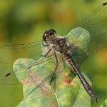 Zwarte Heidelibel -Sympetrum danae