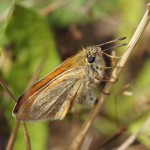 Zwartsprietdikkopje - Thymelicus lineola