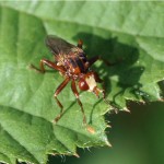 Roestbruine Kromlijf - Sicus ferrugineus