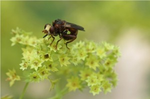 Roestbruine Kromlijf - Sicus ferrugineus