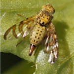 Gebandeerde Composietenboorvlieg - Chaetostomella cylindrica