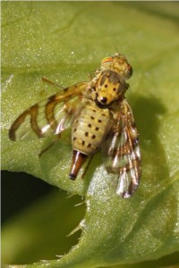 Gebandeerde Composietenboorvlieg - Chaetostomella cylindrica