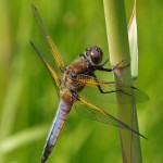 Bruine Korenbout - Libellula fulva