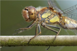 bruinrode heidelibel