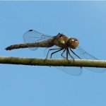 bruinrode heidelibel