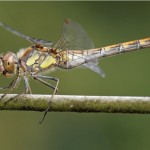 bruinrode heidelibel