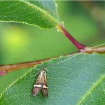 geelbandlangsprietmot -Nemophora degeerella