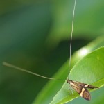 geelbandlangsprietmot -Nemophora degeerella