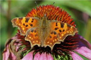 Gehakkelde Aurelia - Polygonia c-album