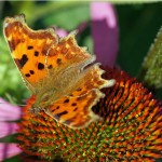 Gehakkelde Aurelia - Polygonia c-album