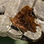 Gehakkelde Aurelia - Polygonia c-album