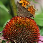 Gehakkelde Aurelia - Polygonia c-album