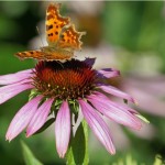 Gehakkelde Aurelia - Polygonia c-album