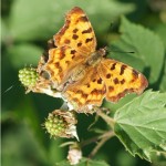 Gehakkelde Aurelia - Polygonia c-album