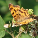 Gehakkelde Aurelia - Polygonia c-album