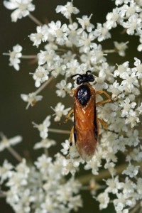 gele rozenbladwesp