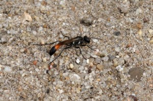 Langsteelgraafwespen Gewone Aardrupsendoder Podalonia affinis