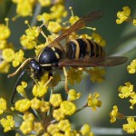 Plooivleugelwespen - Saksische Wesp - Dolichovespula saxonica