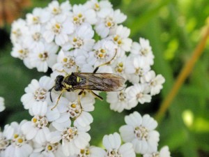 Bladwespen Tenthredo notha