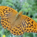 Keizersmantel -Argynnis paphia