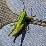 Kleine Gouden Sprinkhaan -Euthystira brachyptera