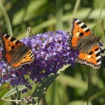 Kleine Vos - Aglais urticae