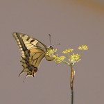 Koninginnepage - Papilio machaon