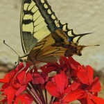 Koninginnepage - Papilio machaon