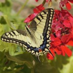 Koninginnepage - Papilio machaon